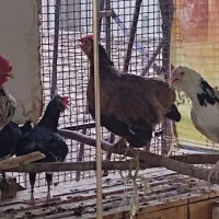 تخم مرغ نطفه دار گلین جوان|حیوانات مزرعه|اصفهان, شیخ طوسی|دیوار