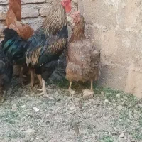 خروس خَنِگی|حیوانات مزرعه|خواف, |دیوار