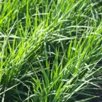 برنج پیش فروش