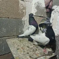 کبوتر