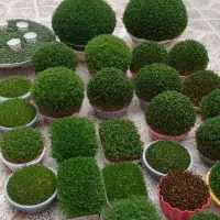 سبزه|خدمات باغبانی و درختکاری|الشتر, |دیوار