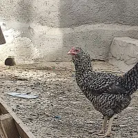 تخم مرغ لموسی
