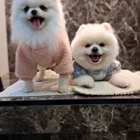 سگ پامر خرسی|سگ|کرج, مصباح|دیوار