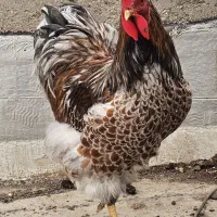 خروس ویاندوت اورنج|حیوانات مزرعه|آبادان, |دیوار