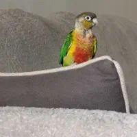 گرینچیک سخنگو نر