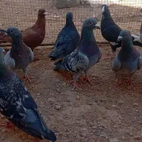 دسته ۲۵تایی|پرنده|راور, |دیوار