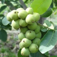 خـریـد مـسقــیم از نــهالسـتــان بدون واسطــه|خدمات باغبانی و درختکاری|ملایر, |دیوار