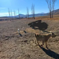 دو تا بز خوب|حیوانات مزرعه|ایجرود, |دیوار