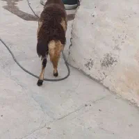قوچ.میش.بره