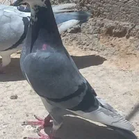 ابلغ|پرنده|شیراز, جوادیه|دیوار