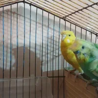 فروش مرغ عشق پروانه ای مولد