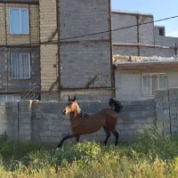 مادیان اصیل کرد|اسب و تجهیزات اسب‌سواری|سنندج, |دیوار