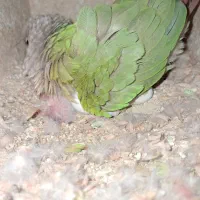 شاهطوطی.گرینچیک.کبوتر.کفتر|پرنده|همدان, |دیوار