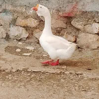 قوغاز نر مناسب جوجه کشی