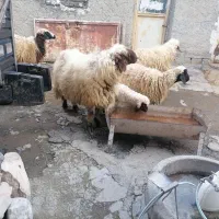 ورن|حیوانات مزرعه|گهواره, |دیوار