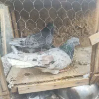 کفتر پرشی