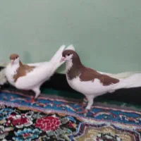 شهری|پرنده|جاسک, |دیوار