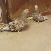 جفت سرور هفت رنگ|پرنده|هریس, |دیوار