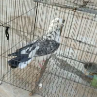 کبوتر