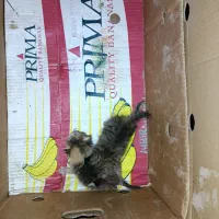 2 تا بچه گربه رایگان