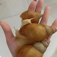 حلزون آلبینو