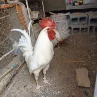 مرغ خروس پرنده