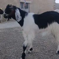 کهره نر
