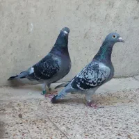 پلاکی یک جفت پرینت ۵۵۰ کلیومتر|پرنده|اهواز, ۳۰ متری|دیوار