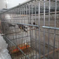 فنج کینگ سهره گلبسر سینه سرخ کبوتر گلدین برزیلی|پرنده|سمنان, |دیوار