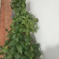 فروش گل پتوس