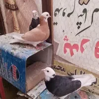 شازده