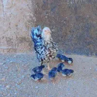 تخم مرغ نطفه دار نژاد گلین پنگوئنی (اصیل)|حیوانات مزرعه|سیرجان, |دیوار