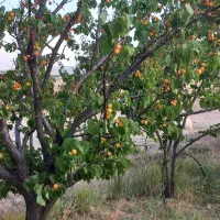 باغ-روستای-زرغان-منطقه-ویلایی-آلدار