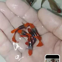 انواع نژاد گوپی کت پوزه بوته ای کالر