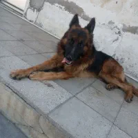 سگ ژرمن|سگ|بابل, |دیوار