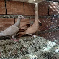 سار کاکل دورگ|پرنده|نگین شهر, |دیوار