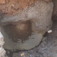 عسل کوههای زاکرس ایلام دهلران