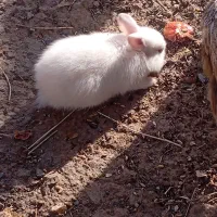 فروش بچه خرگوش وجوجه