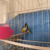 فنچ گلدین مست مست|پرنده|تهران, باغ فیض|دیوار