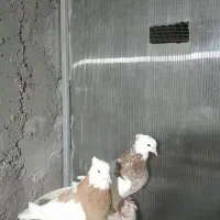 چند جفت طوقی|پرنده|بجنورد, |دیوار