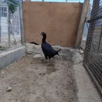 مرغ لاری یک ساله