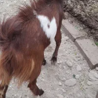 فروش پازن دورگ