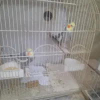 عروس هلندی مولد با جوجه و تخم|پرنده|اسلام‌شهر, شهرک قائمیه|دیوار