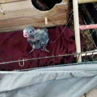 عروس هلندی نروماده با 4 جوجه