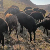 قوچ جوان نژاد دار یک ساله|حیوانات مزرعه|میانه, |دیوار