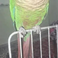 طوطی گرینچیک