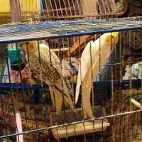 سه تاعروس هلندی نروماده