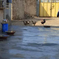 مرغ خروس محلی