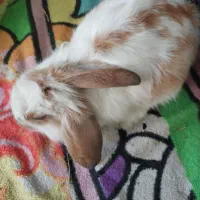 خرگوش لوپ|موش و خرگوش|قم, انسجام|دیوار