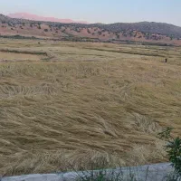 زمین برنجکاری